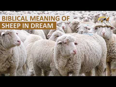 Biblical Meaning of SHEEP in Dream - Spiritual Meaning of Sheep