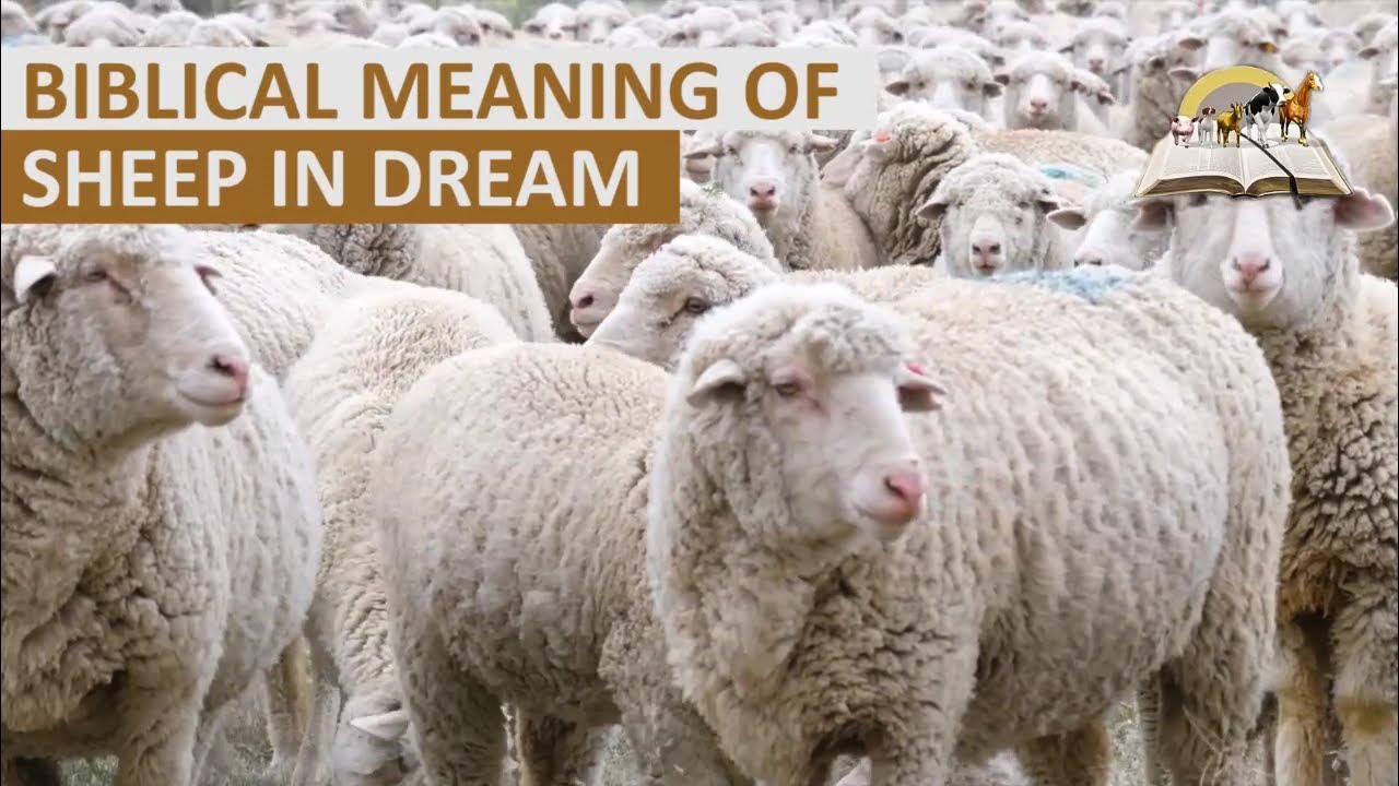 Biblical Meaning of SHEEP in Dream Spiritual Meaning of Sheep YouTube