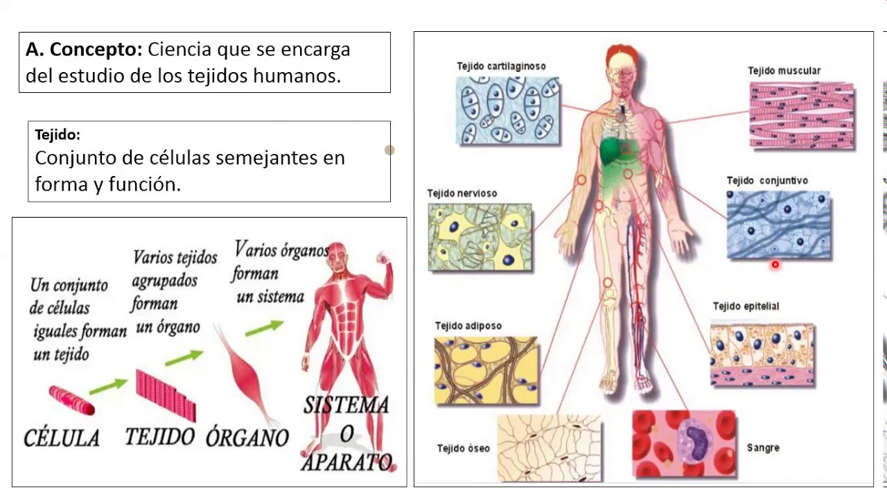 Histología humana 1 Tejido epitelial y conectivo YouTube Histología humana 1 Tejido epitelial y conectivo YouTube