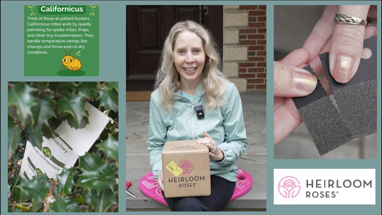 Heirloom Roses Beneficial Insects - YouTube