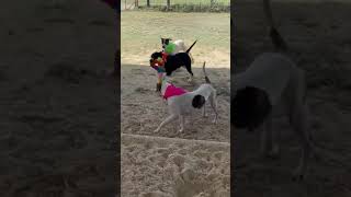 Beaumont Pets Alive Adoptable Pets - Helen, Goofy and Birdie!