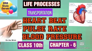 HEART BEAT | PULSE | BLOOD PRESSURE | TRANSPORTATION | LIFE PROCESSES | CHAPTER 6 | CLASS 10