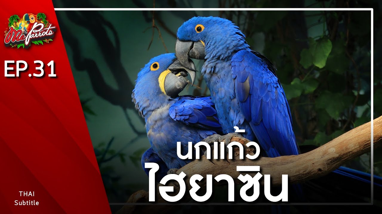 EP31.นกแก้วไฮยาซิน