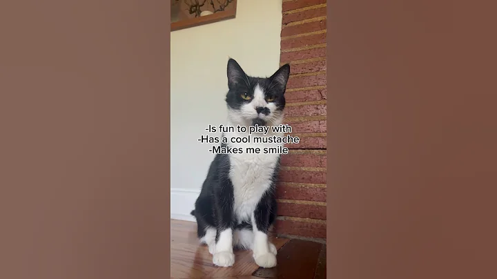 Watch the video about Is he still an (American) shorthair?