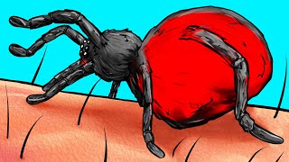 O Que Acontece Com Seu Corpo Quando É Picado Por Uma Aranha