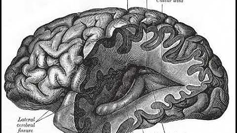 Computational neuroscience | Wikipedia audio article
