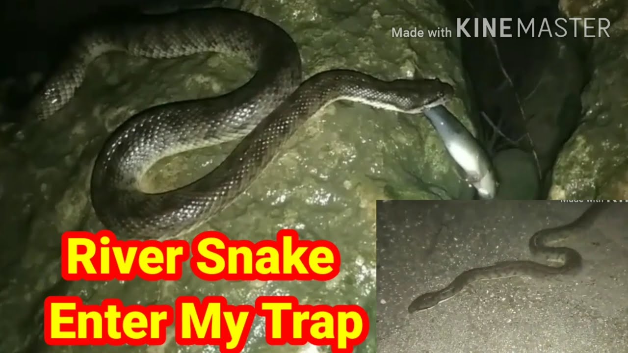 RIVER SNAKE/Dog-faced water snake inside  MY PRAWN TRAP😁