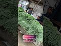 سروشتی جوانرو بانی پیلەکە جوانرود       