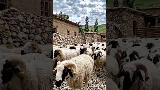 Sheep in the Farmyard with Traditional Uzbek Instrumental Music