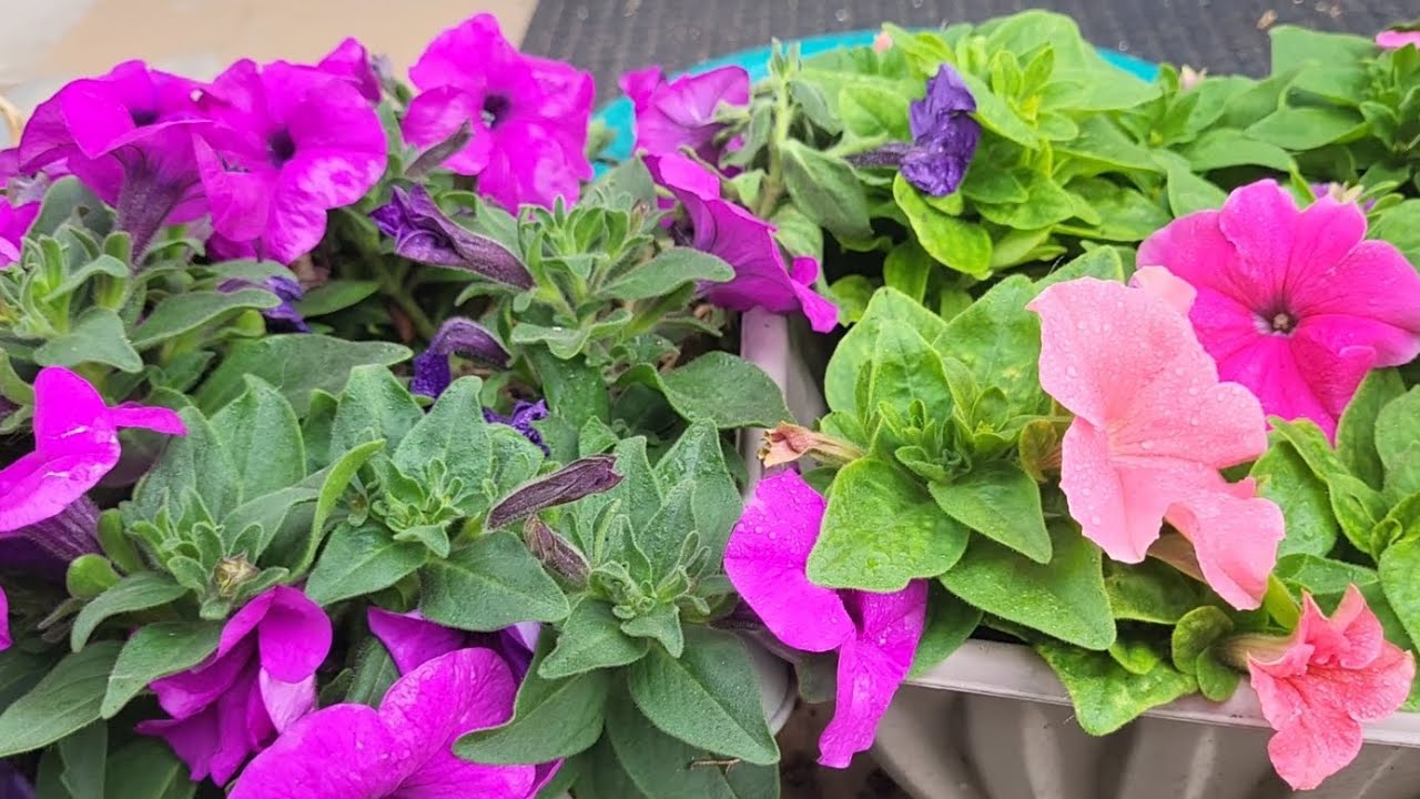 Eliminando Hongos en Petunias