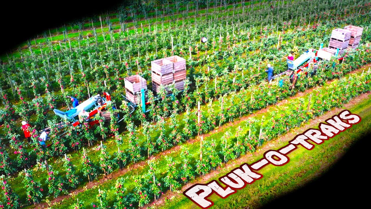 Harvesting one of our newest varieties - YouTube