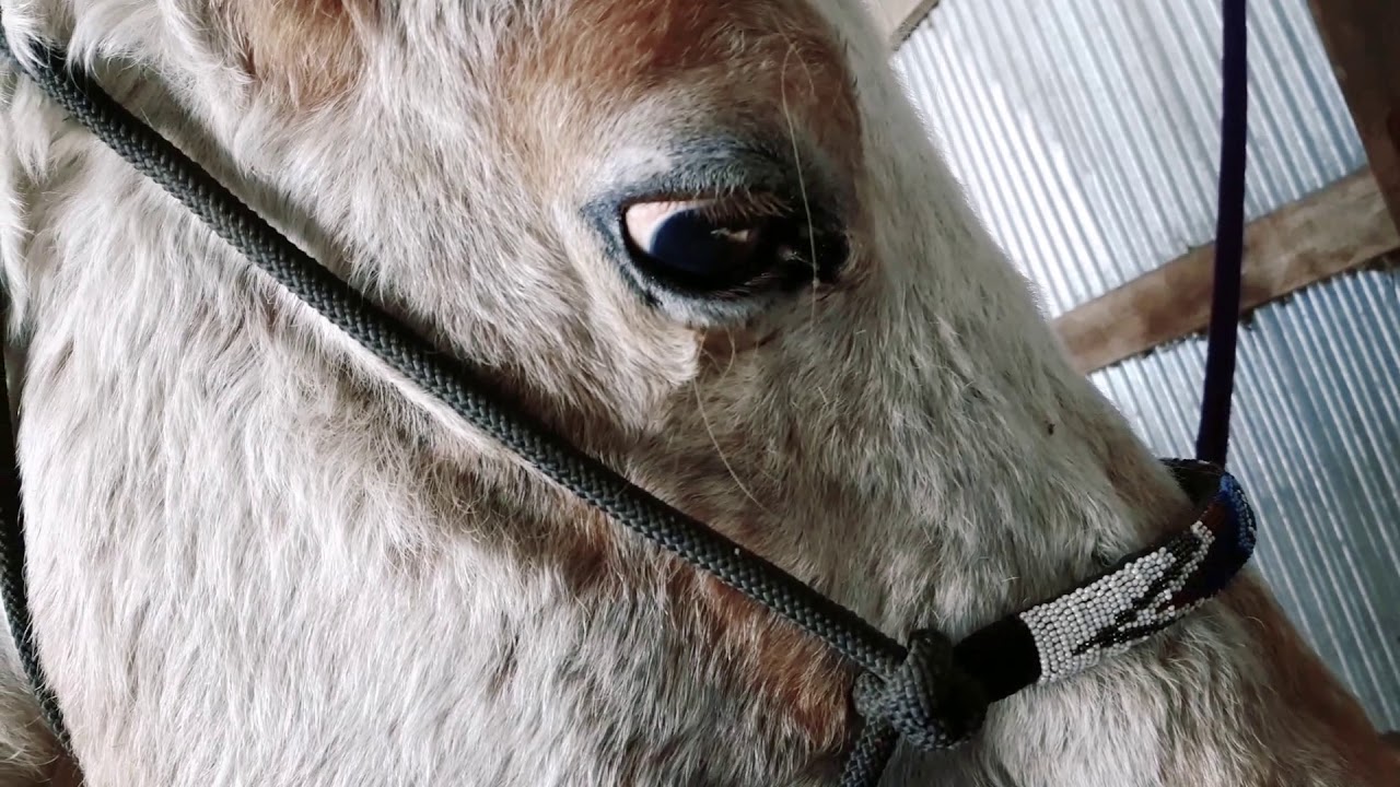 Working Blind HorsesThings to Keep In Mind YouTube