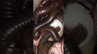 Millipede Eating Fruit