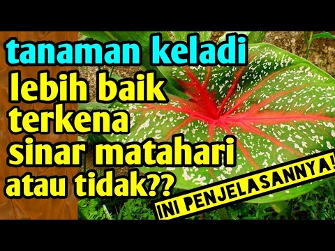 Video: Adakah caladium suka matahari atau teduh?