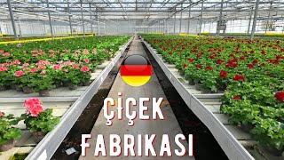 Almanya'da Çalışma Yerimiz - Çiçek Fabrikası