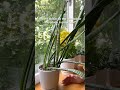 How to fix a droopy Snake Plant 🥀 #snakeplant #houseplants #plants #plantcare