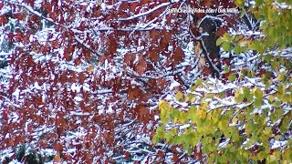 Battle Of The Seasons, Fall Color Vs Halloween Snow, Barron County, WI - 10/31/2023