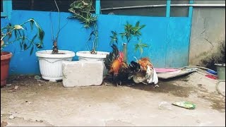 Nggak Sengaja Lihat AYAM KATE K4win