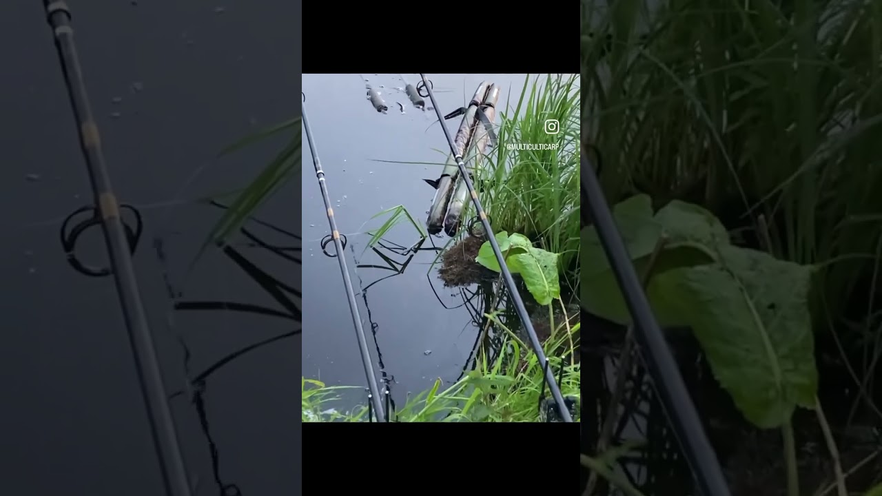 20,2kilo spiegelkarper18kilo schubkarper 