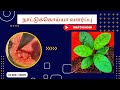       how to grow guava tree from seed in tamil