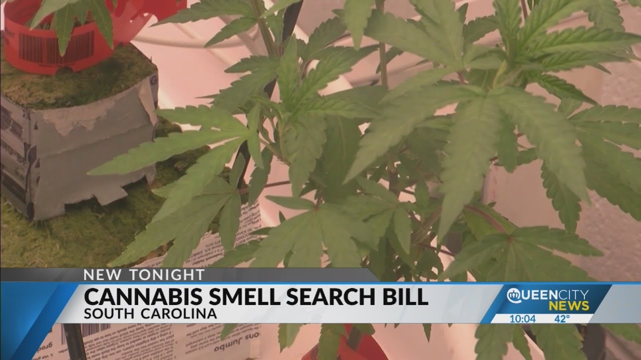 SC Senator files bill to eliminate stops, arrests based on marijuana smell