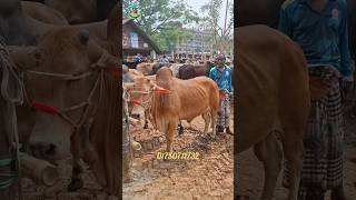গরুটির দাম চাইলেন কত?? #cattleworld #cow #bullfarm #bull #meatmarket #cattledisease #beefindustry