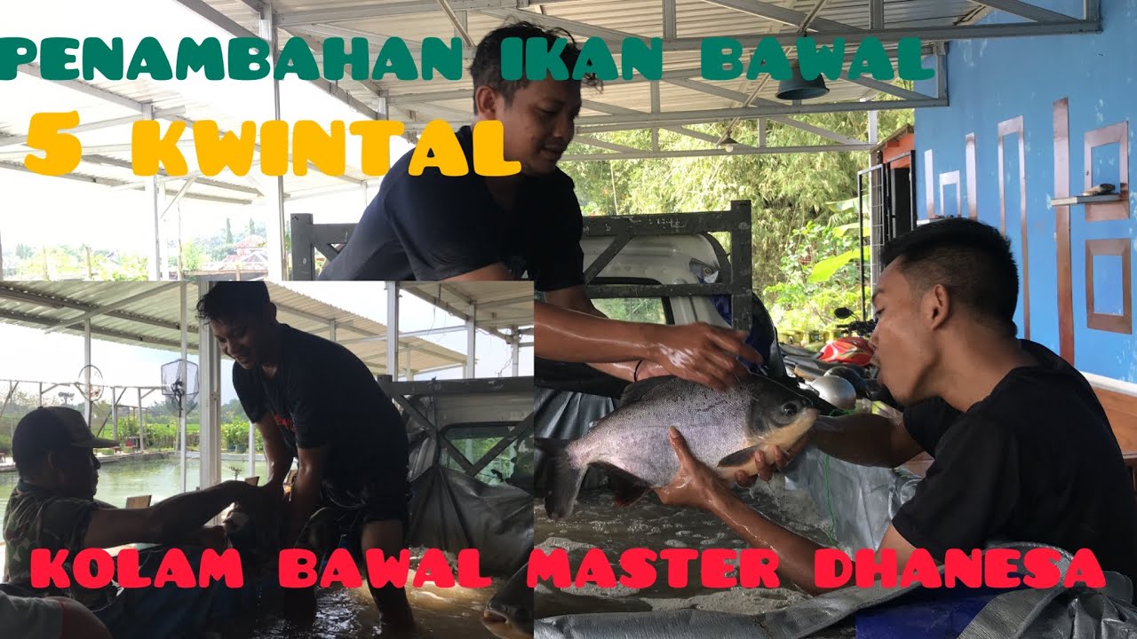 Penambahan Ikan Bawal 5 Kwintal kolam Bawal Masteran Dhanesa dengan penambahan-ikan-bawal-5-kwintal-kolam-bawal-masteran-dhanesa-dengan