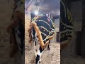 #qurbani2025 #shorts #fatehjangi #fatehjangibulls #cow #animals #trending #bull #viral #reels