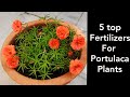 How to grow n care portulaca plant, top 5 fertilizers for portulaca plant/moss rose plant/9 o clock