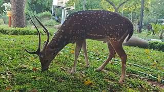 புள்ளி மான் மேய்ச்சல் | Spotted Deer - Male