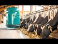 🐄Amazing Modern Cow Farm Amazing Modern Automatic Cow Farming Technology