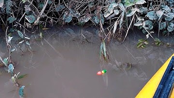 Câu Cá Sông Sau Những Cơn Mưa Đầu Mùa - Cá Chạch Kéo Phao Dưới Góc Đa