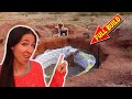 Incredible Underground Earthbag Root Cellar! | Complete Build