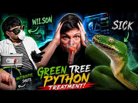 My Green Tree Python Has Respiratory Infection RI