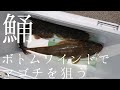 ボトムワインドでマゴチを釣って料理する