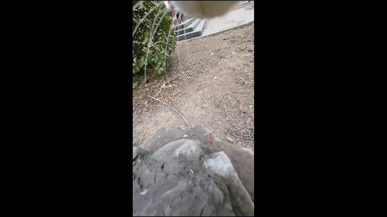 Cat Adventure Cam 🐱 Walking Through Nature