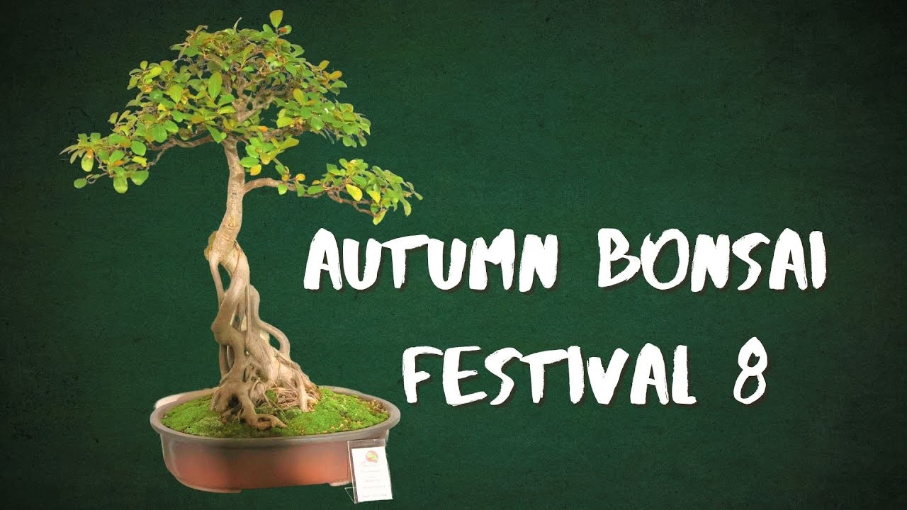 Exploring the African Landscape Through Bonsai | George Festival Highlights