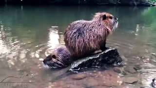 Washing Up Together Cute Coypu Nutria And Baby