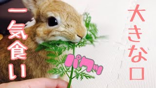 顔に当たる葉っぱがくすぐったいのか顔をクシ クシするウサギ #273