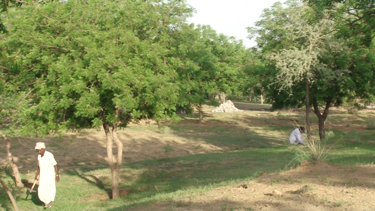 Tree plantation in Rajasthan,IN YouTube