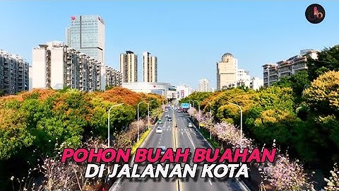Menakjubkan, Ribuan Buah Tumbuh di Pinggir Jalan Kota