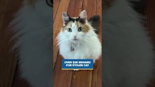 Brush fire threatens homes in Charleston, 2.5k reward offered for return of family's missing cat