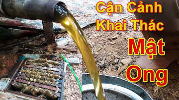 Khai Thác Mật Ong Hoa Vải Thiều 2023