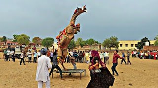 राजस्थान मे ऊँट का आ गया फिर एक बार,खरगोश डांस  ||♤||NEW RAJASTHANI TAREDING CAMEL DANCE ||🙉NEW SONG