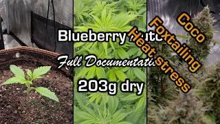 Blueberry Auto #2 #Timelapse day 1-98 Fridge storage, Coco coir, Heat stress, Foxtailing #autoflower screenshot 1