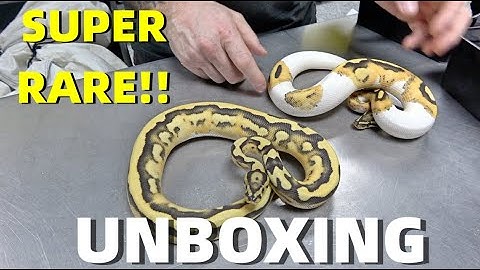 Super Rare Ball Python Unboxing!! Visual Triple Recessive!