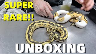Super Rare Ball Python Unboxing!! Visual Triple Recessive!