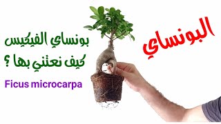 نبات فيكس بونساي و كيفية العناية به، ficus microcarpa