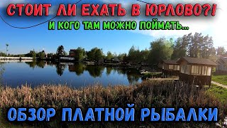 СТОИТ ЛИ ЕХАТЬ НА ПЛАТНУЮ РЫБАЛКУ В ЮРЛОВО!? ОБЗОР ПЛАТНИКА, КАКУЮ РЫБУ ТАМ МОЖНО ПОЙМАТЬ?!