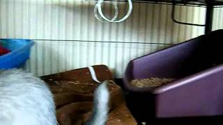 Litter Training Your Ferret, Version 2.0